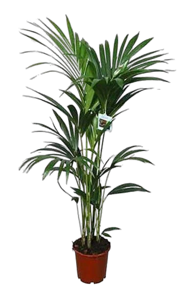 Пальма Ховея Форстера - Howea forsteriana D19 H100