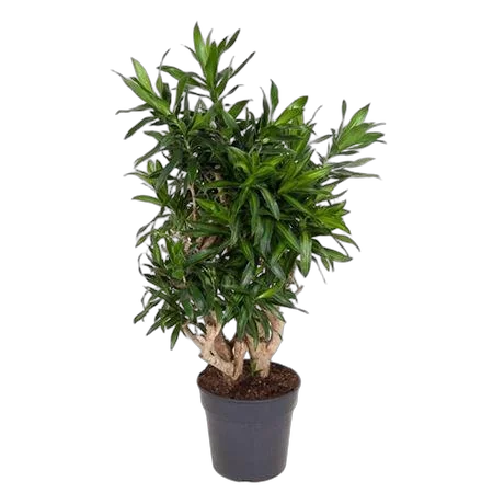 Драцена Рефлекса Сонг оф Ямайка D27 H110