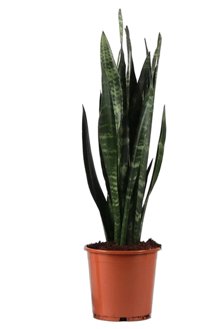 Сансивьерия Блэк Корал - Sansevieria Black Coral D20 H75