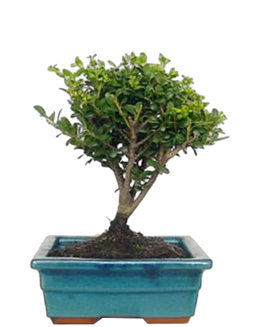 Бонсай Падуб (илекс/ilex) — Дуб каменный D20 H25
