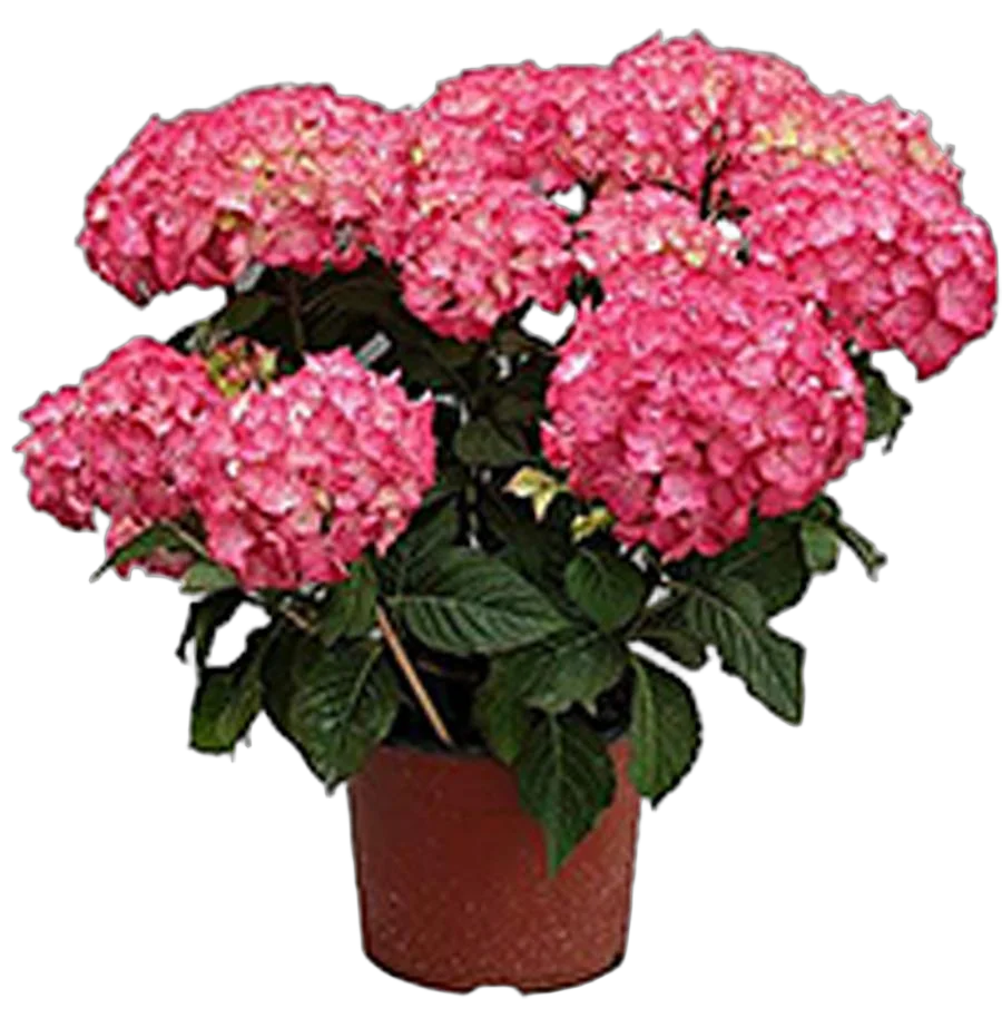 Гидрангия (Гортензия) розовая - Hydrangea D23 H50