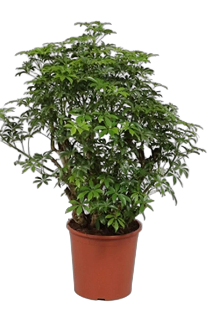 Шеффлера лучелистная Лузеана - Schefflera actinophylla Luseana D24 H100