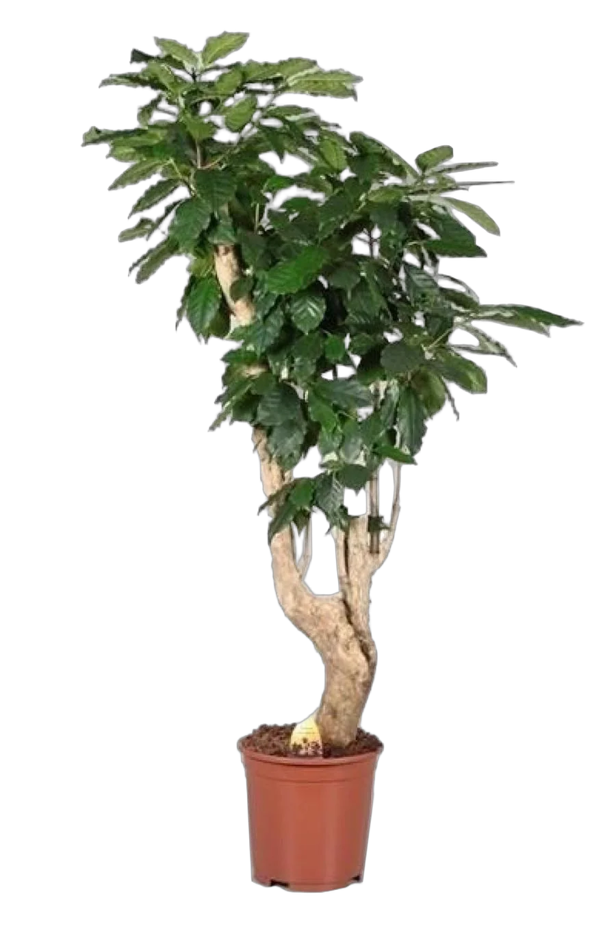 Кофейное дерево - Coffea D30 H200
