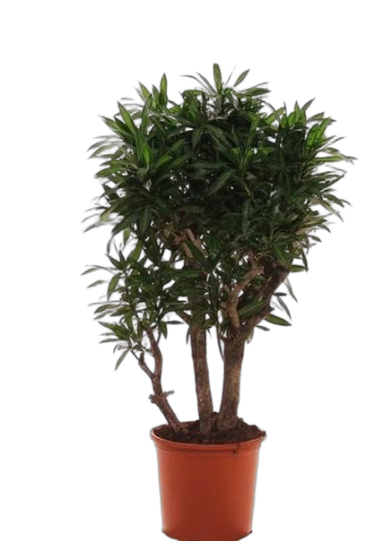 Драцена Рефлекса Сонг оф Ямайка куст - Reflexa Song of Jamaica D30 H125