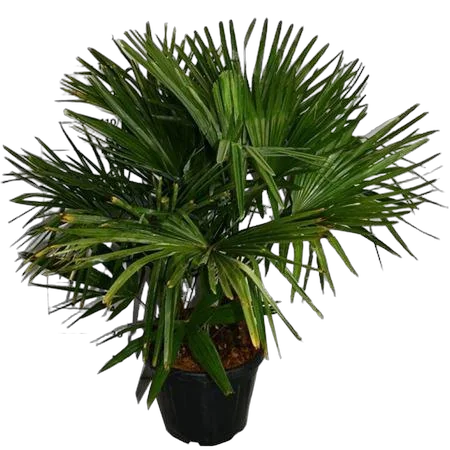 Трахикарпус Фортунели - Trachycarpus Fortunei D40 H170