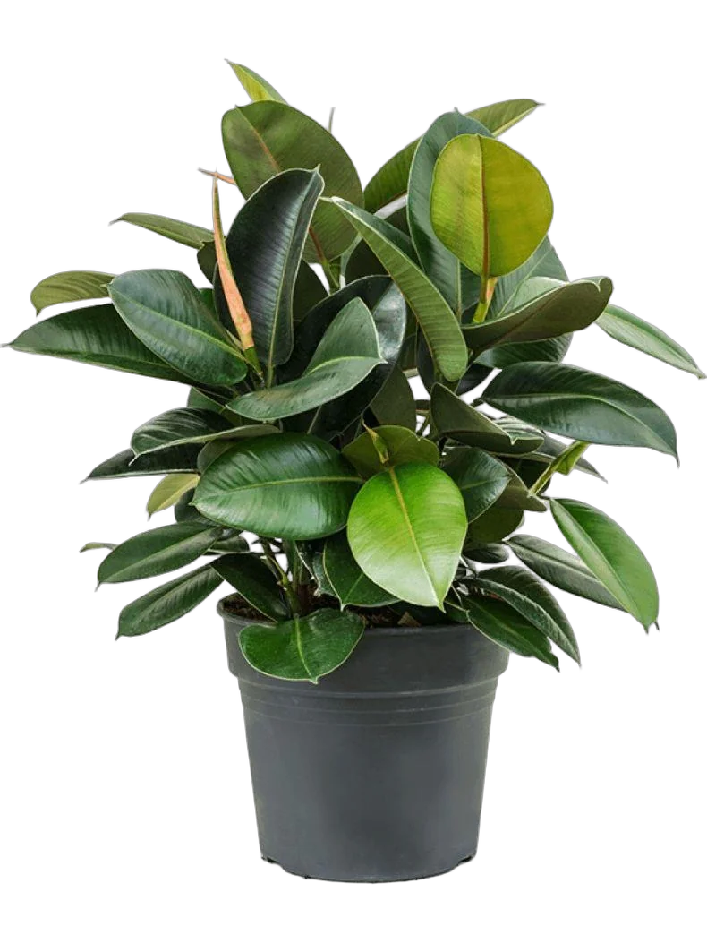 Фикус эластика Робуста - Ficus elastica Robusta D21 H80