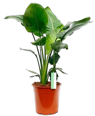 Стрелиция Николай - Strelitzia Nicolai D22 H90