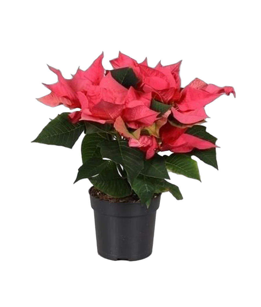 Пуансеттия (молочай красивейший) светло-красный - Euphorbia pulcherrima D12 H30