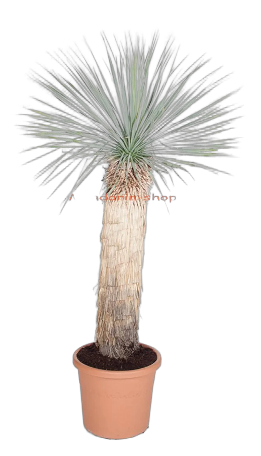 Пальма Юкка разветвленная - Yucca rostrata D40 H160