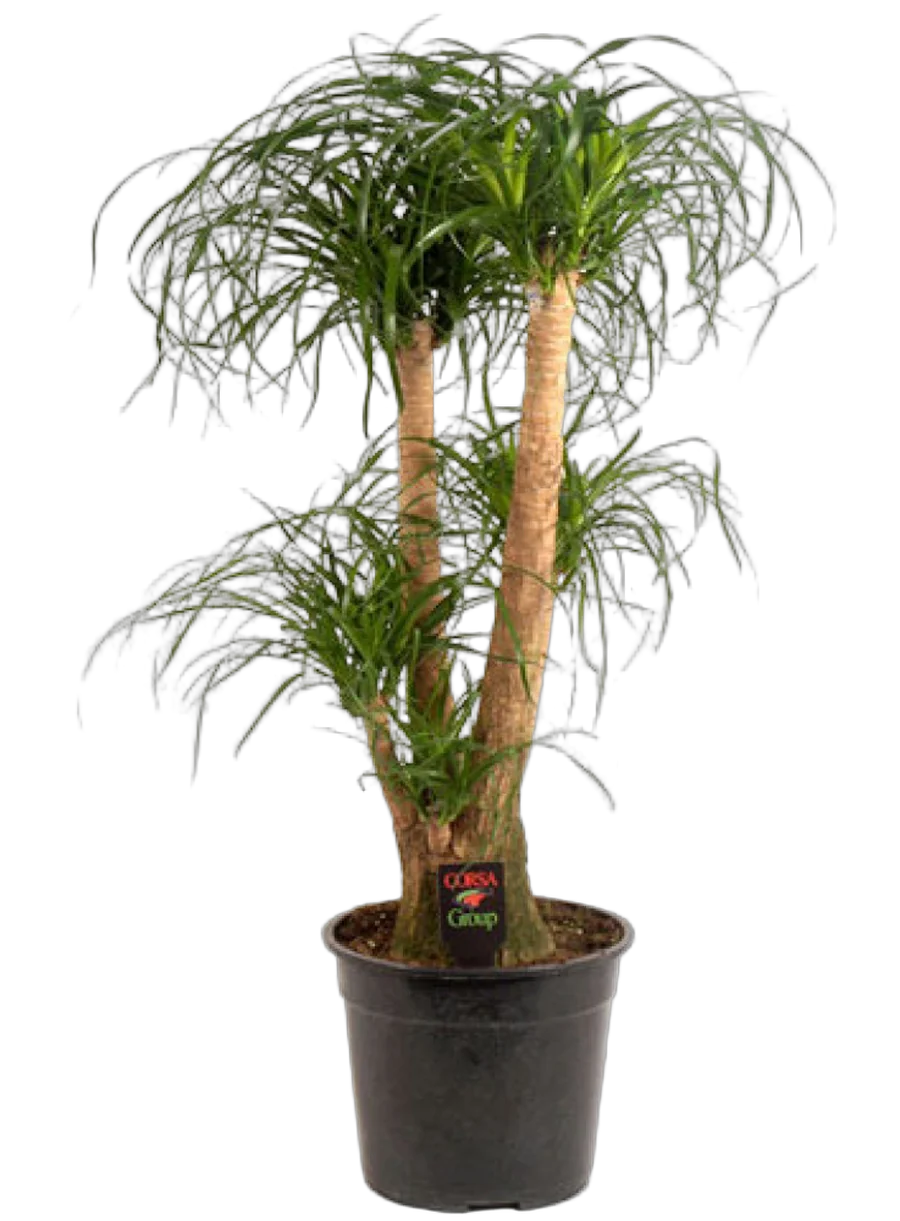 Пальма Нолина D40 H200