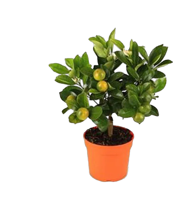 Каламондин - Citrofortunella D12 H30