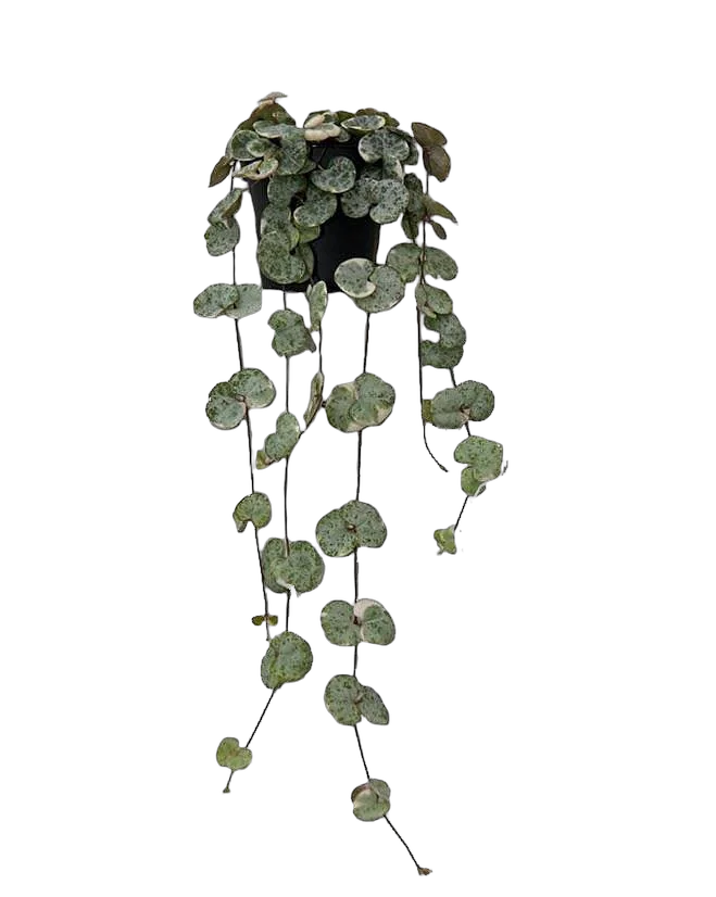 Церопегия Вуда - Ceropegia Woodii D12 H30