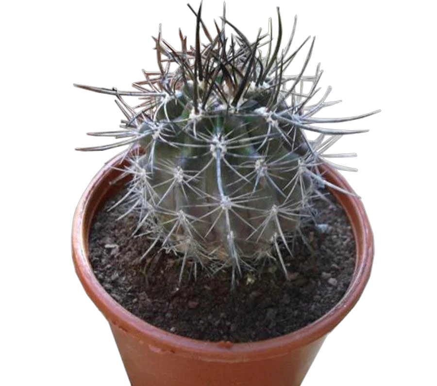 Неопортерия рапифера - Neoporteria rapifera D8 H10