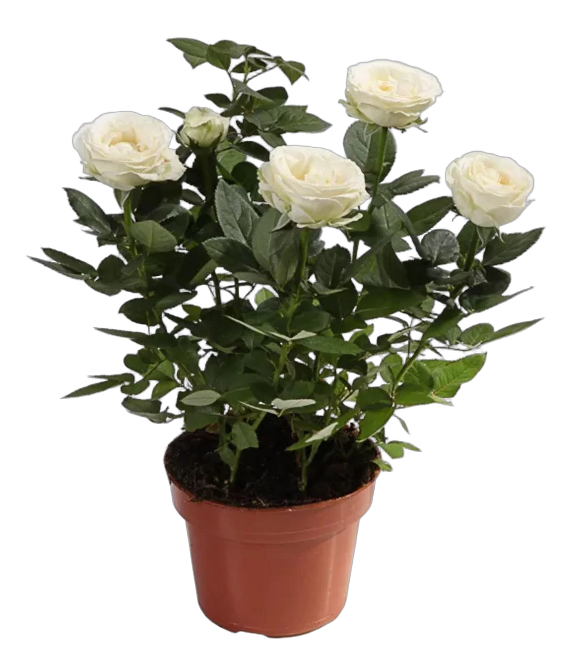 Цветок Роза белая -  Freja Parade D10/30