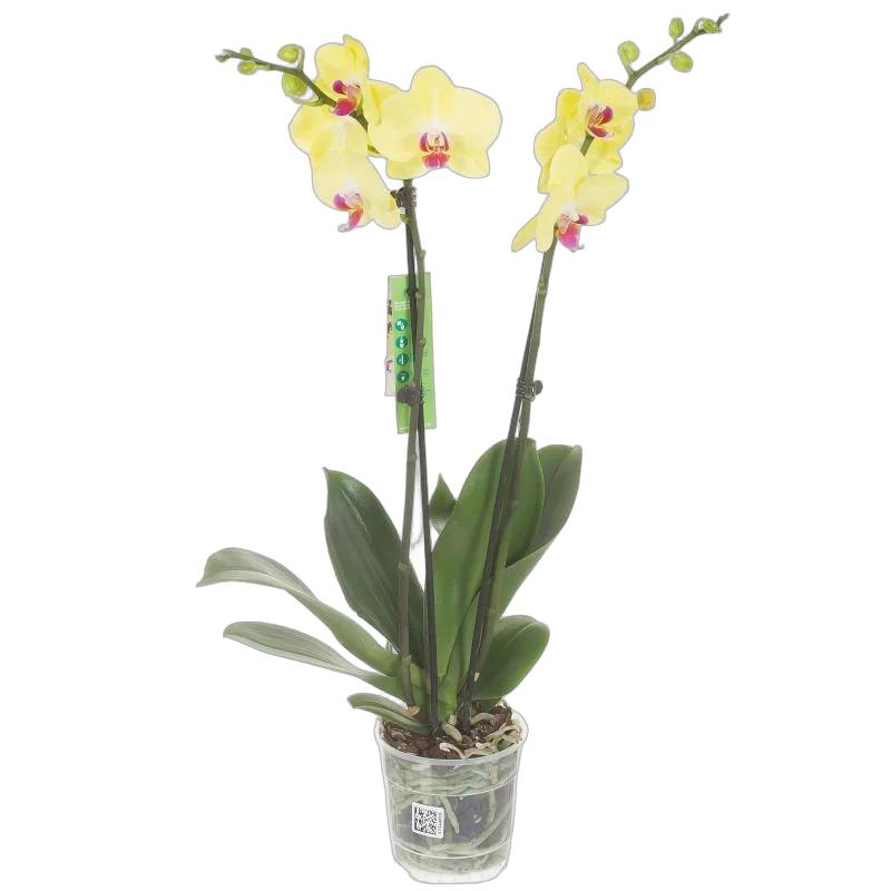 Фаленопсис гигантский 2 цветоноса - Phalaenopsis gigantea Dusty Sunset D15 H90