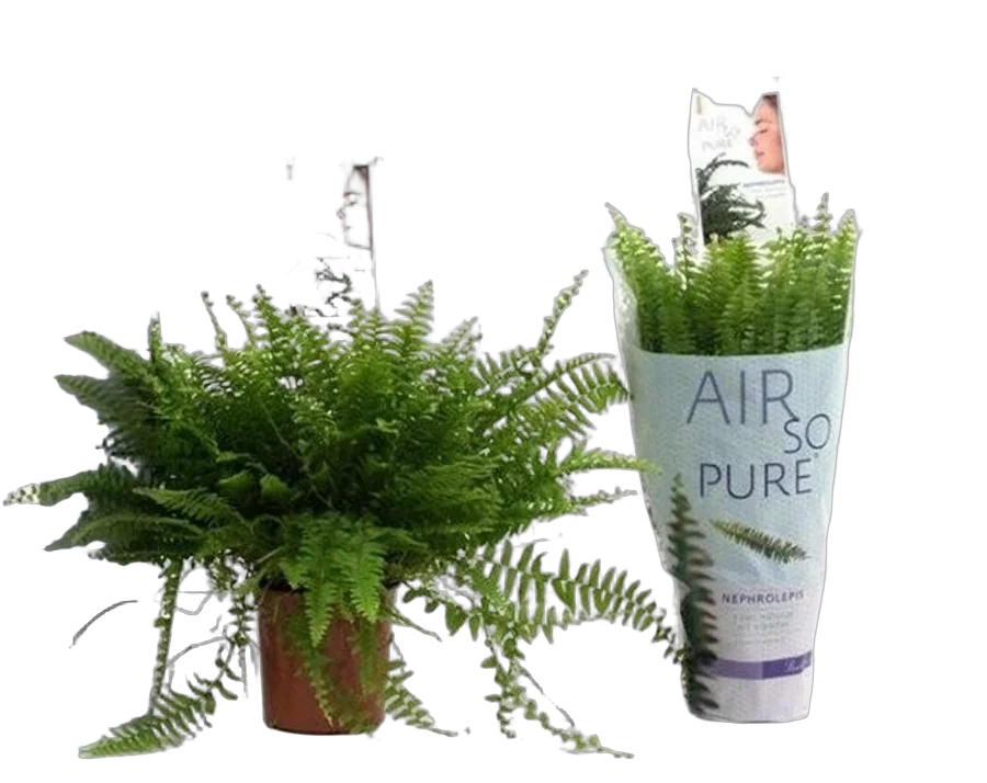 Нефролепис Бостон - Nephrolepis Bostoniensis  D12 H25