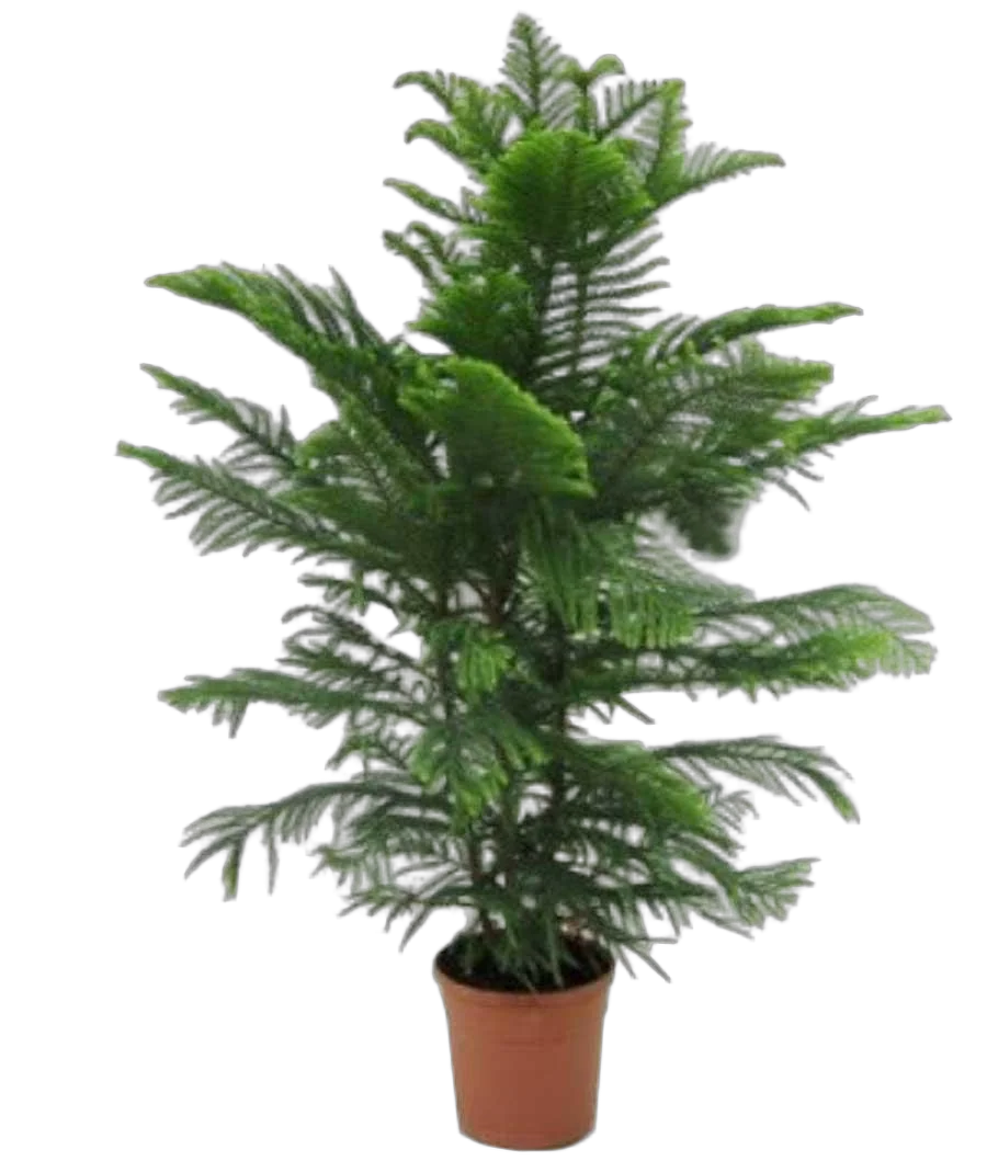 Араукария Хетерофилла - Araucaria D27 H140