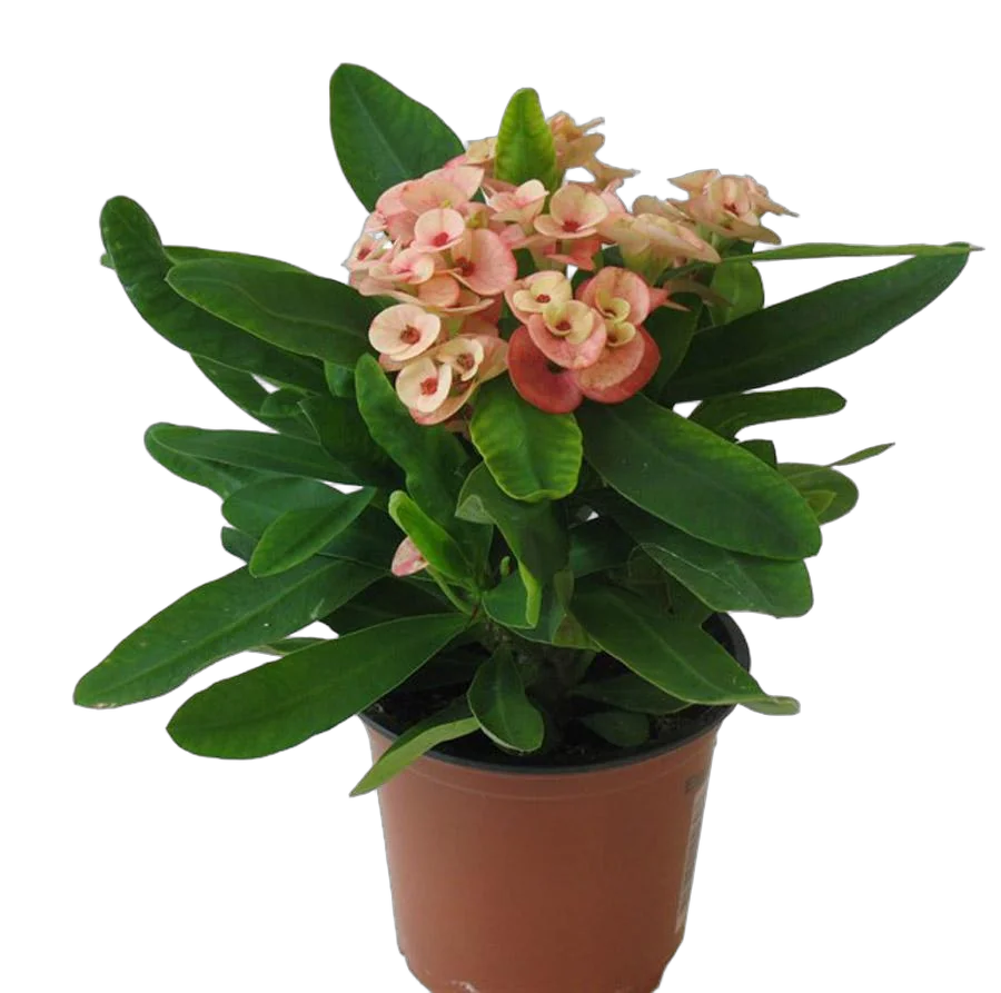 Эуфорбия Миля розовая - Euphorbia Milii D12 H25