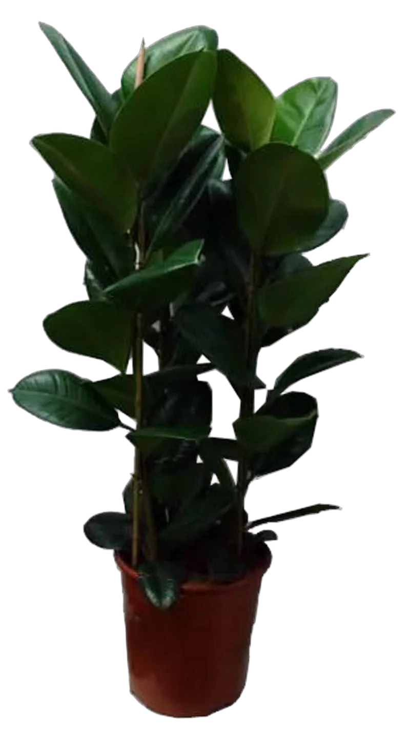Фикус эластика Робуста - Ficus elastica Robusta D27 H120