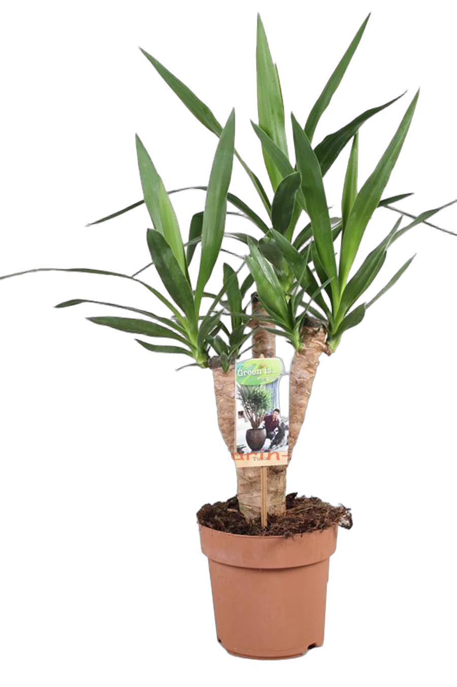 Пальма Юкка слоновая - Yucca elephantipes branched D17 H65