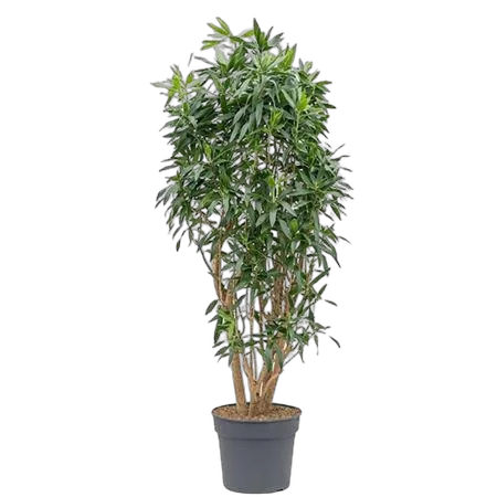 Драцена Рефлекса Сонг оф Ямайка бранч D38 H180