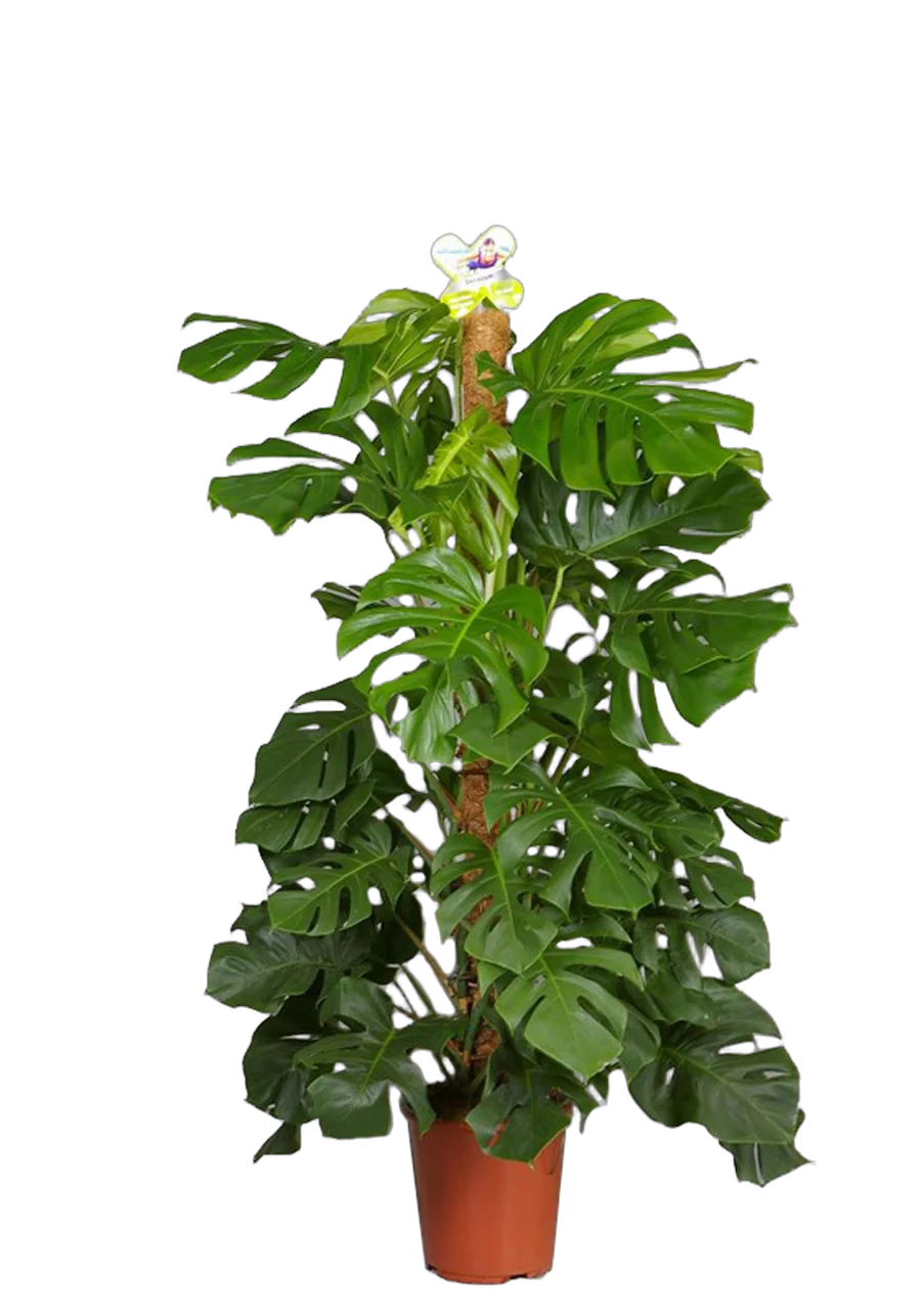 Монстера привлекательная Моссполе - Monstera Pertusum Mosspole D27 H135