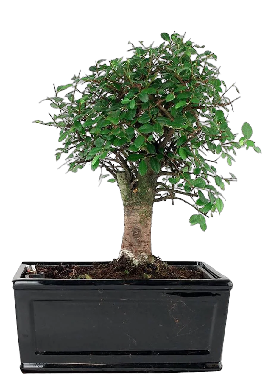 Бонсай Вяз D15 H25