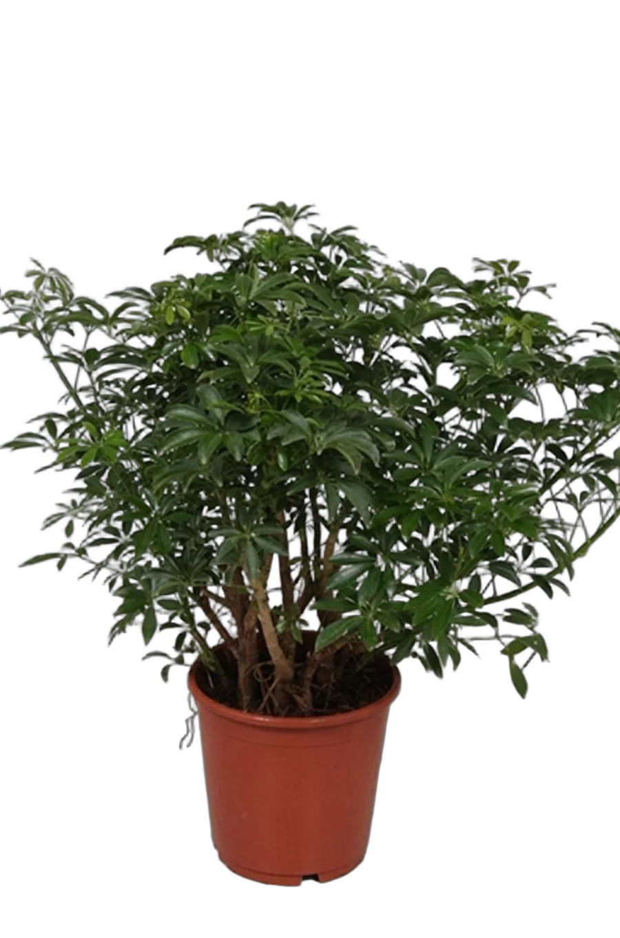 Шеффлера лучелистная Лузеана - Schefflera actinophylla Luseana D21 H60