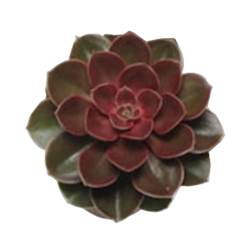 Эхеверия жемчужина Нюрнберга - Echeveria Perle von Nurnberg DARK D5 H10