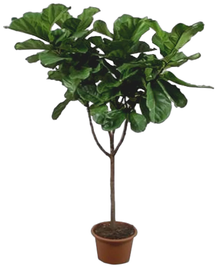 Фикус Лировидный (Лирата) - Ficus lyrata D48 H220