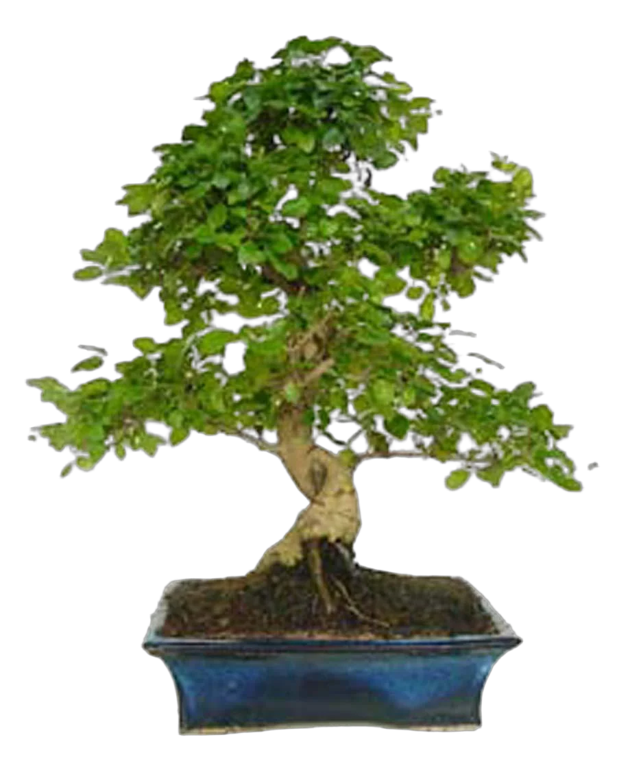 Бонсай Лигуструм D18 H28