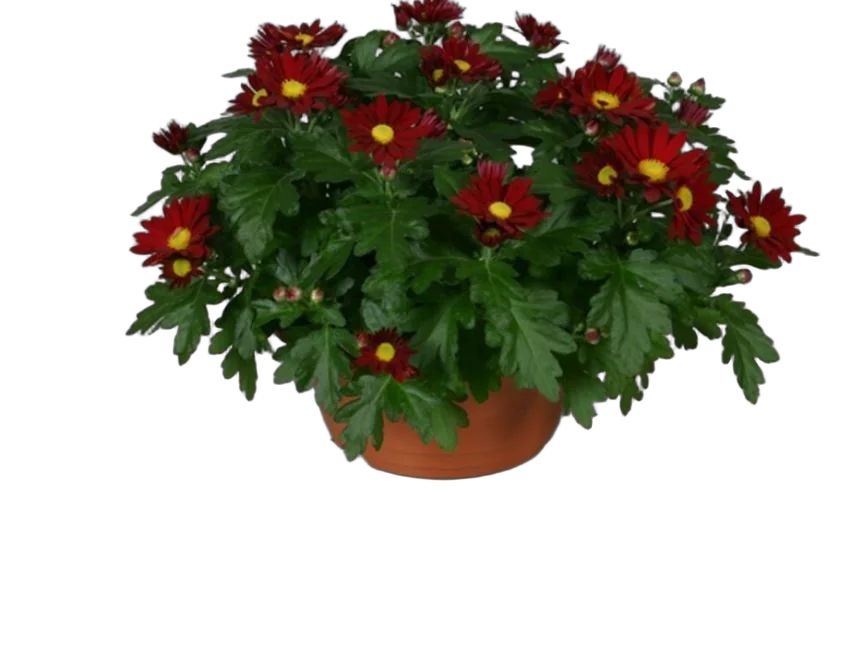 Хризантема Красная - Chrysanthemum Red D20 H32