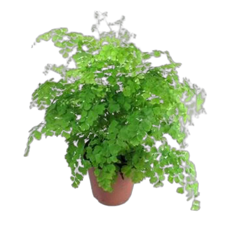 Адиантум Фрагранс - Adiantum Fragrans D12 H20