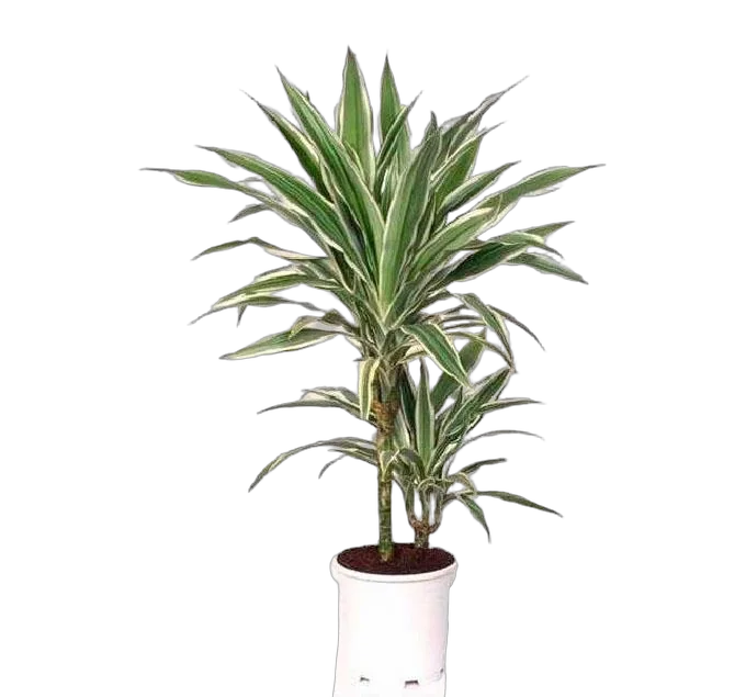 Драцена Варнески - Dracaena Warneckei D14 H50