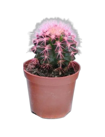 Эхинокактус Грузони розовый - Echinocactus grusonii painted D7 H12