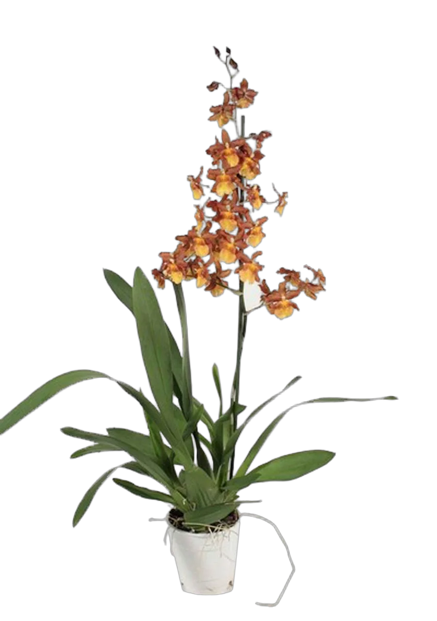 Камбрия Кататанта 1 цветонос - Cambria Catatante D12 H70