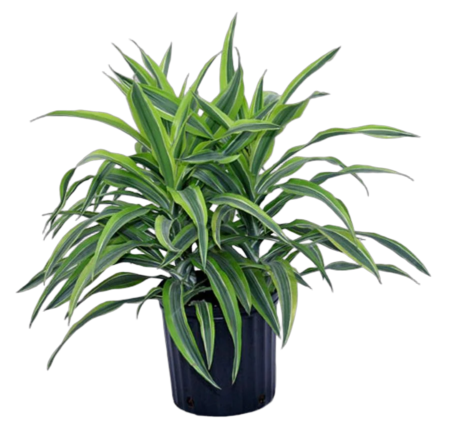 Драцена Фрагранс Санта Роза куст - Dracaena fragrans Santa Rosa D12 H30