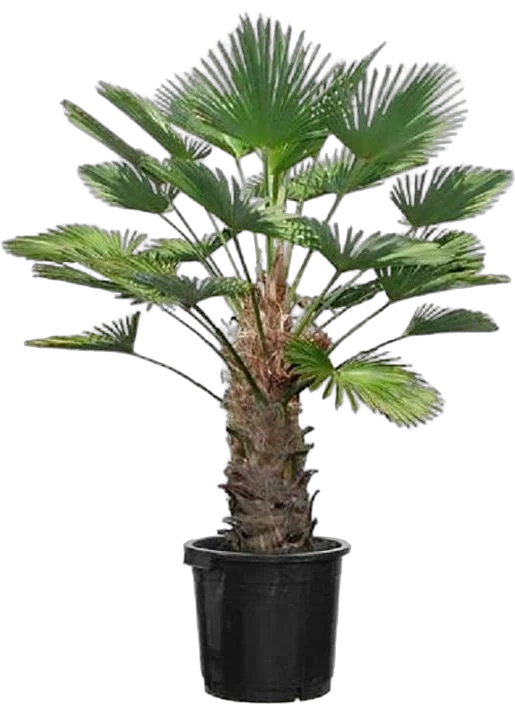 Пальма Трахикарпус - Trachycarpus D40 H200