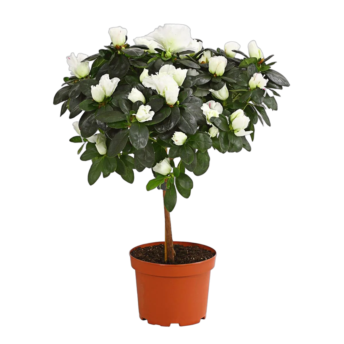 Азалия - Azalea D12 H40