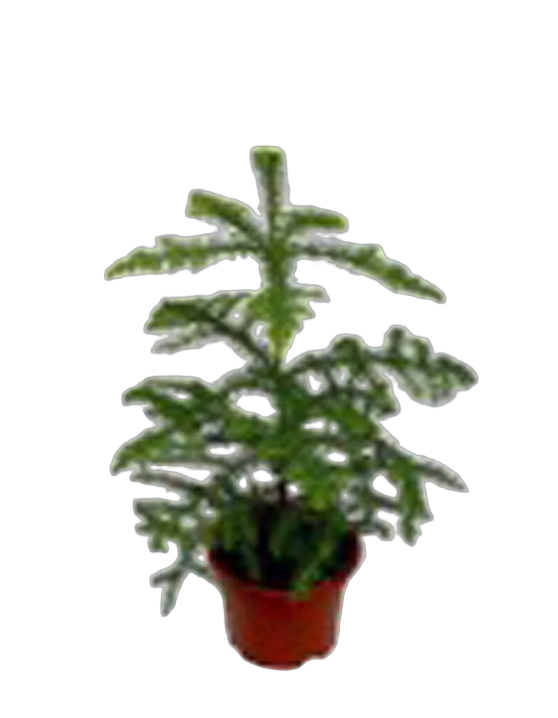 Араукария Хетерофилла - Araucaria D12 H30