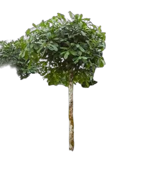 Фикус Циатистипула штамб - Ficus Cyatistipula Zuil D50 H300