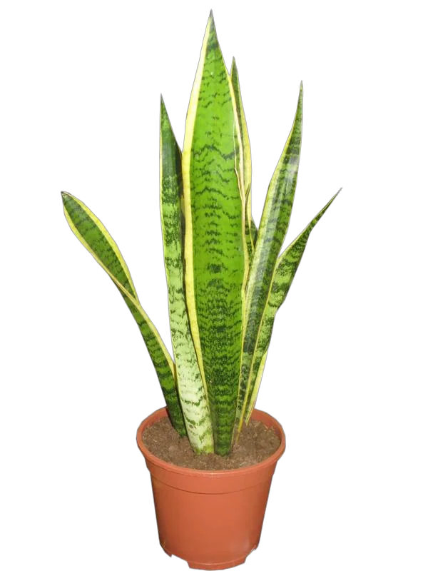 Сансивьерия Лауренти - Sansevieria laurentii D14 H40