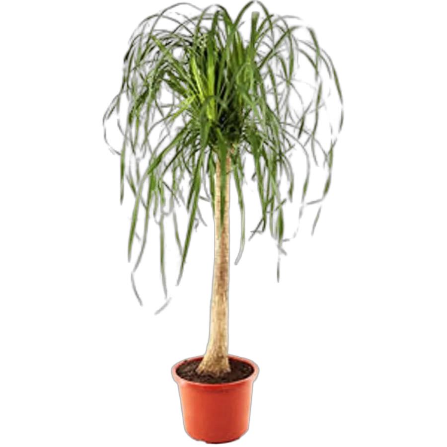 Пальма Нолина D40 H180