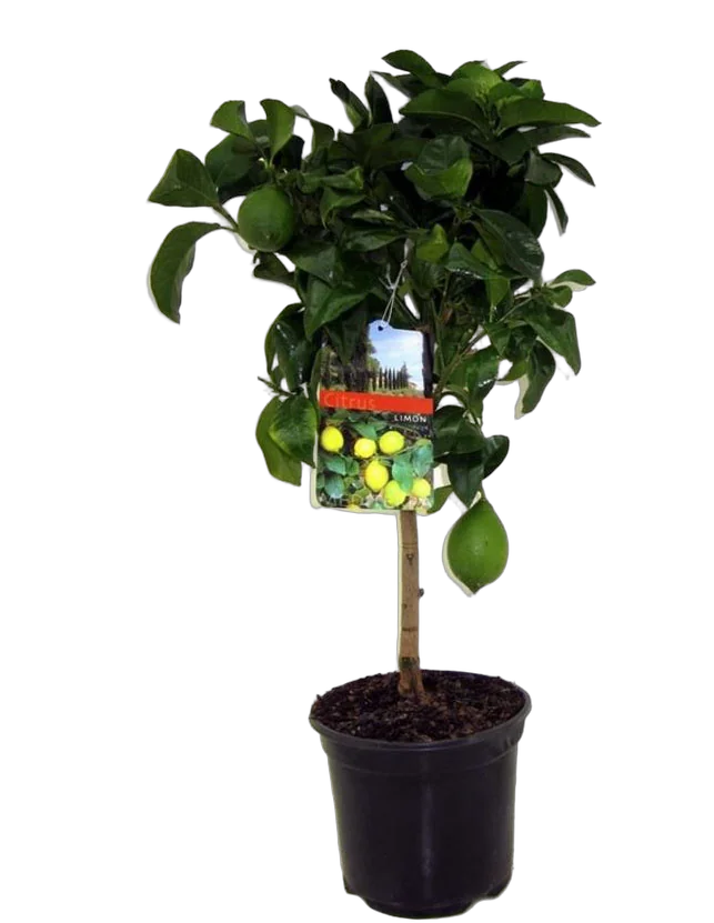 Лимон 70 см