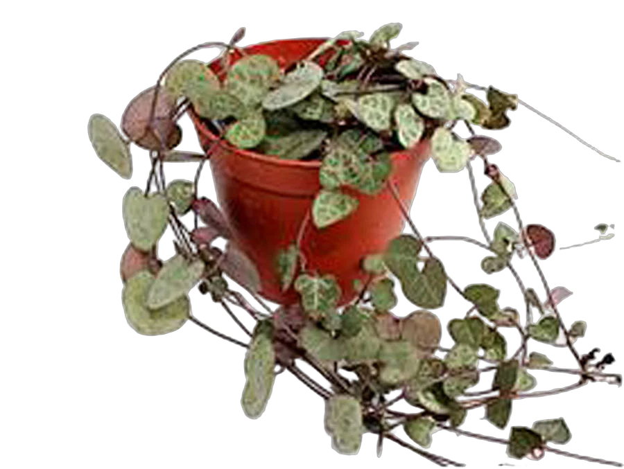 Церопегия Вуда слабая - Ceropegia woodii ssp woodii D12 H25