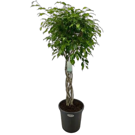 Фикус Бенджамина экзотика плетеный - Ficus Be Exotica Braid D31 H140