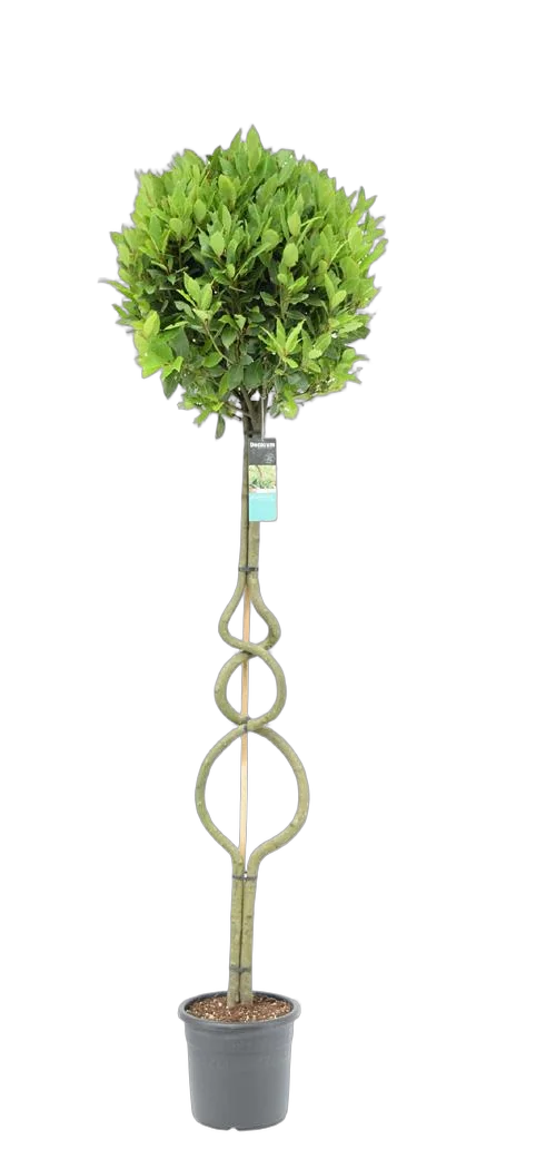 Лавр благородный - Lurus nbilis D25 H190