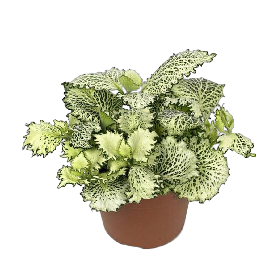 Фиттония - Fittonia Mosaic Kings Cross D9 H10