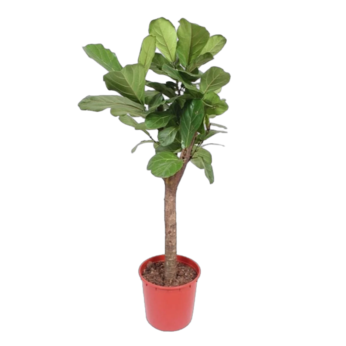 Фикус Лирата Штамб - Ficus Lyrata On Stem D34 H160