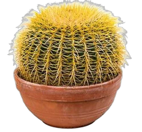 Эхинокактус Грузони (Грузона) - Echinocactus grusonii D35 H35
